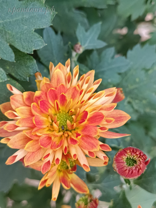 колобок хризантема фото и описание
