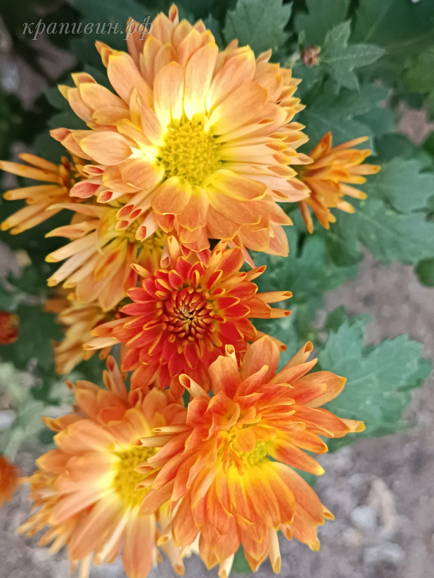 шарообразные хризантемы