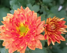 хризантема колобок