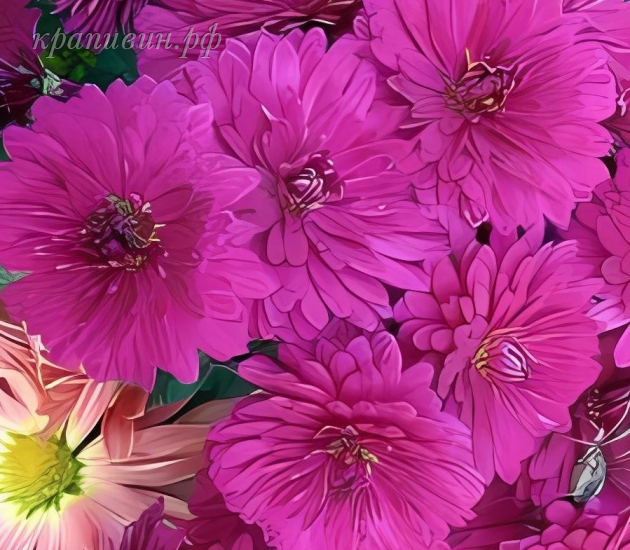 лелия хризантема корейская