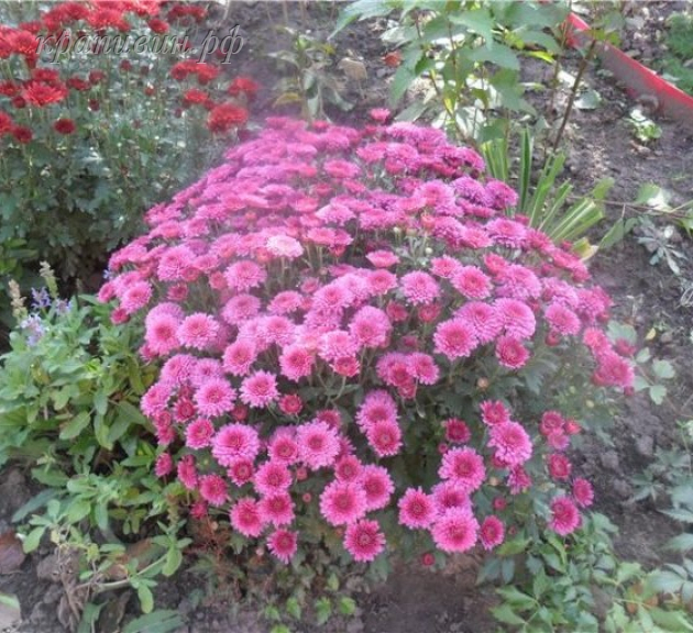 лелия хризантема корейская фото и описание