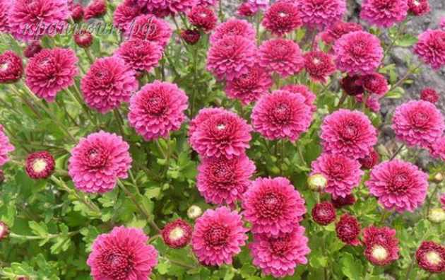 шарообразные хризантемы