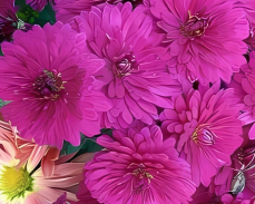 лелия хризантема корейская