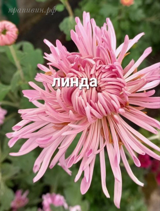 линда хризантема фото