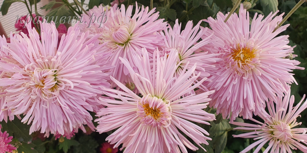 линда хризантема корейская фото