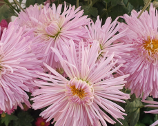 линда хризантема корейская фото