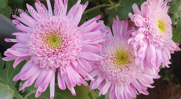 хризантема метеорит