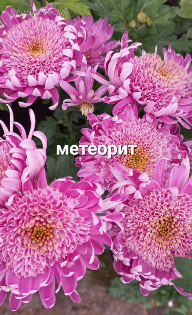 хризантема метеорит фото