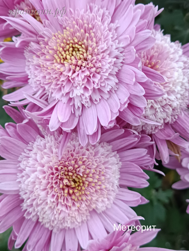 метеорит хризантема