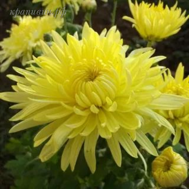хризантема липнева