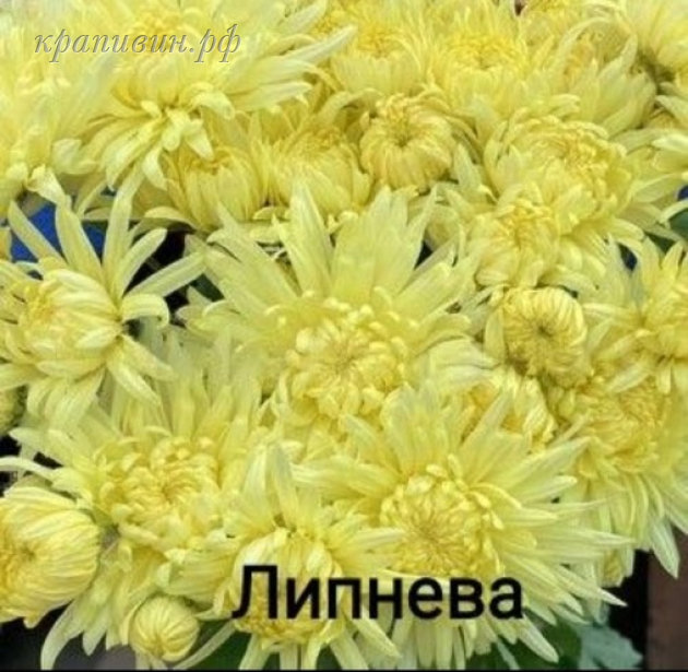 хризантема липнева фото и описание сорта