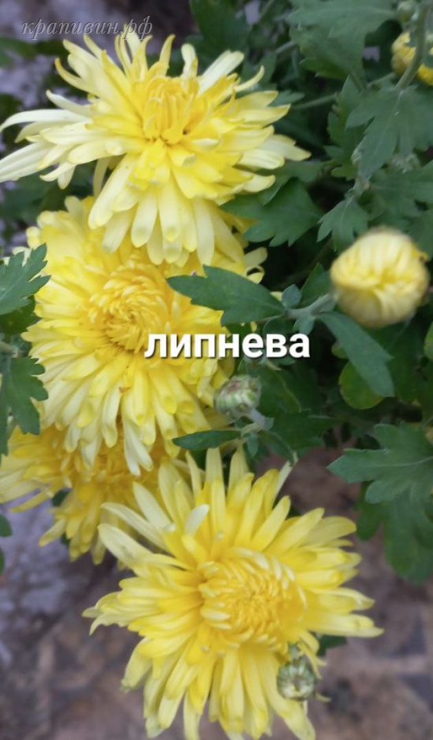 липнева хризантема