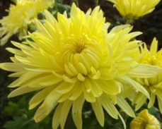 хризантема липнева