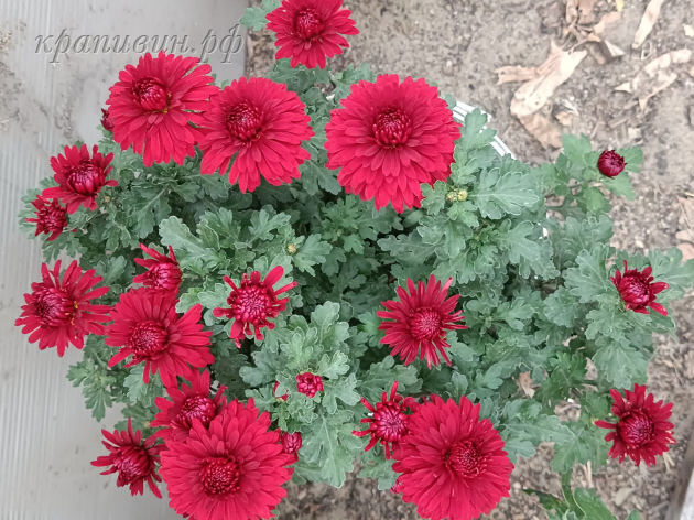 липстик хризантема