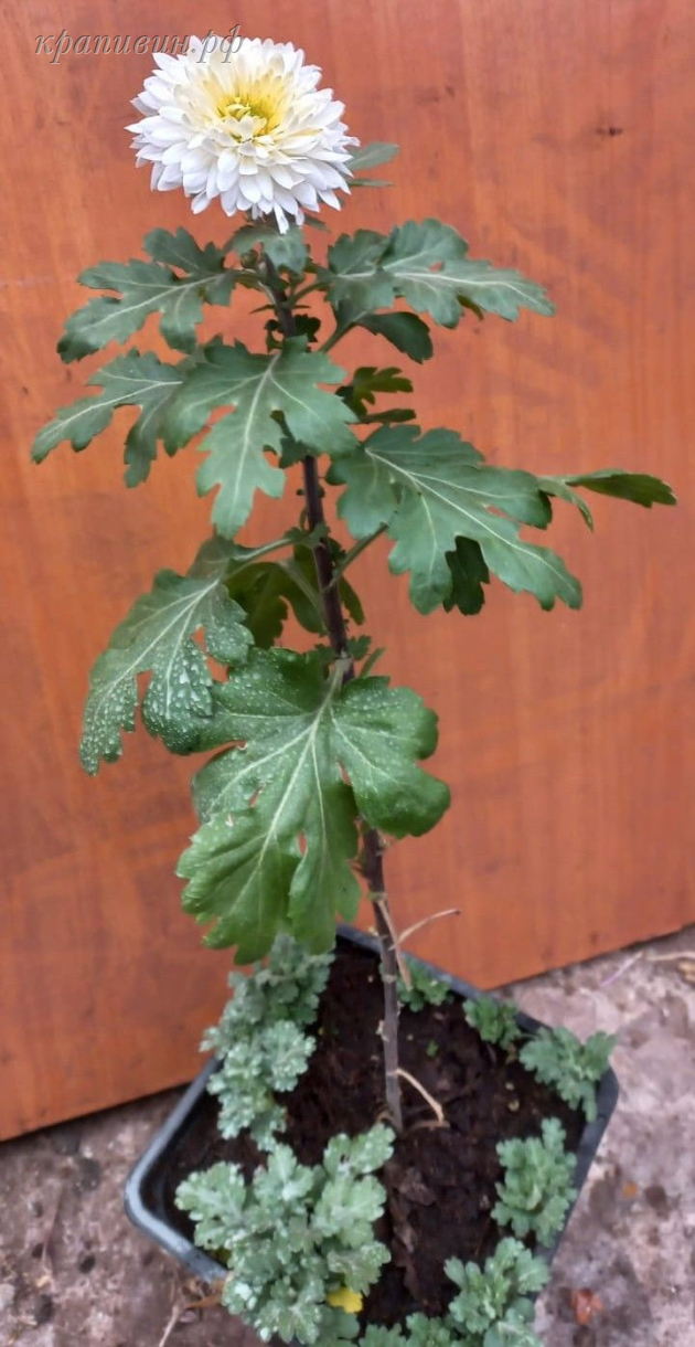 мадам шерр хризантема