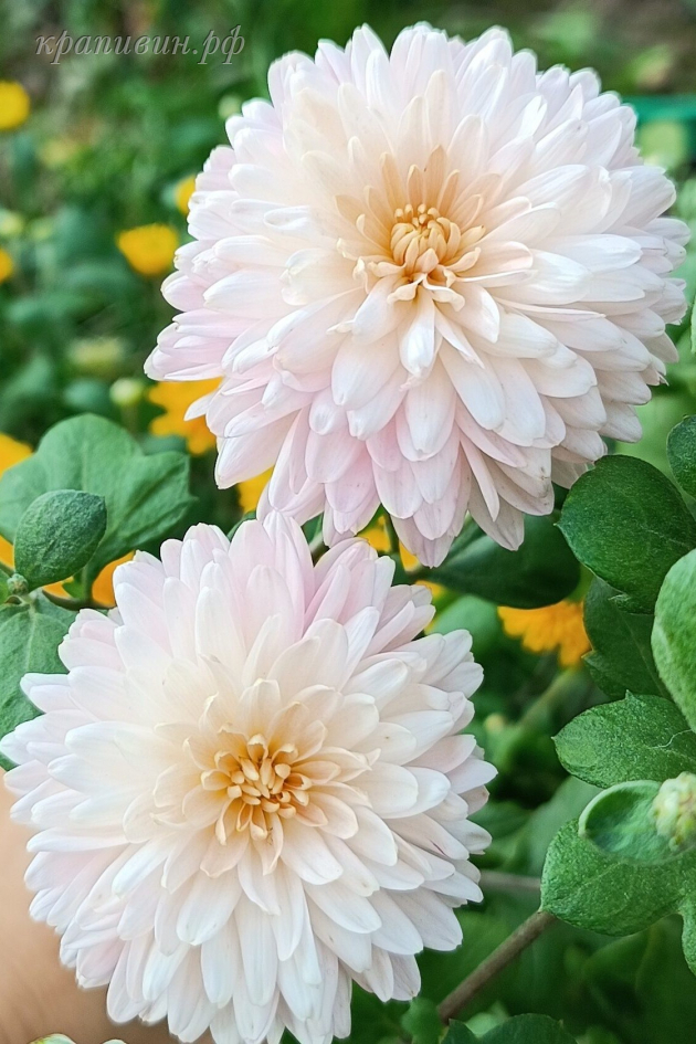 мадам шерр хризантема фото