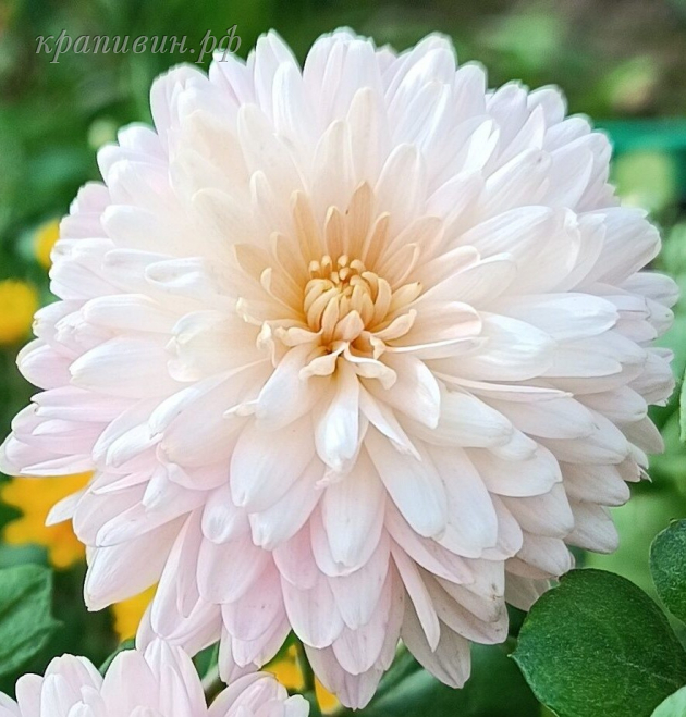 мадам шерр хризантема фото