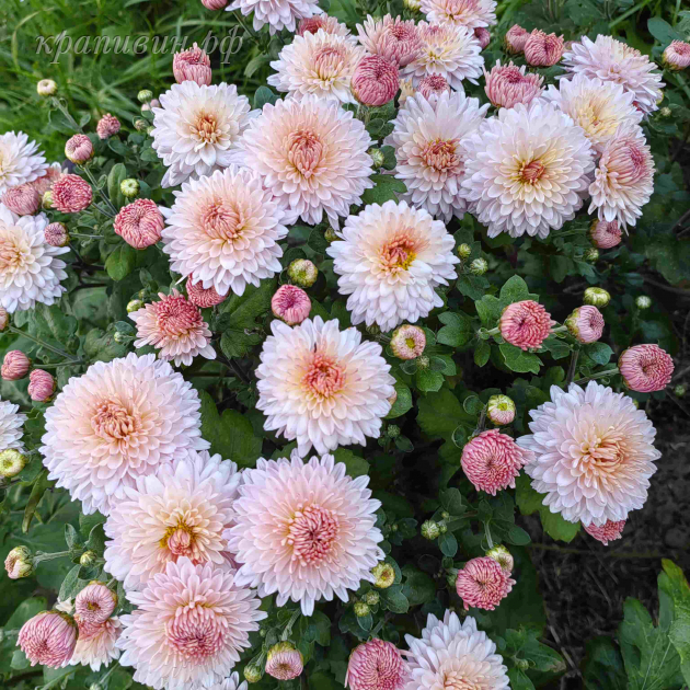 мадам шерр фото и описание