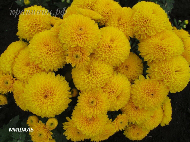 шарообразные хризантемы