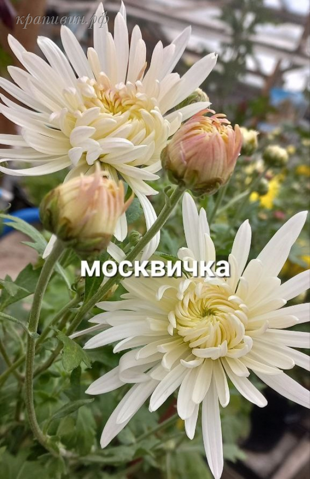 хризантема москвичка