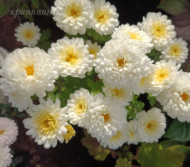 невеста хризантема корейская