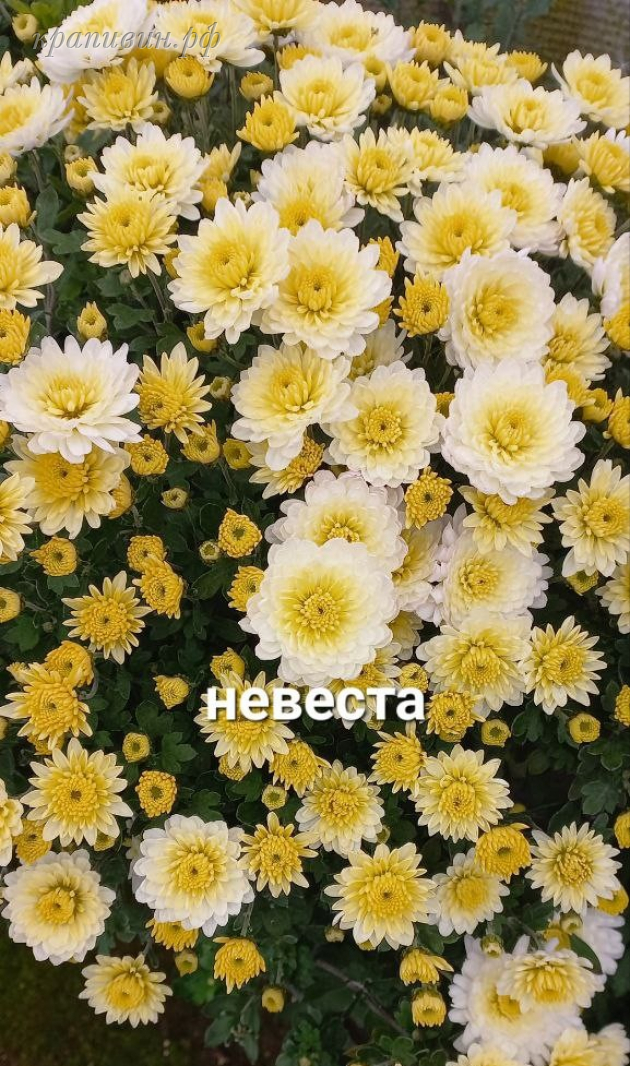 невеста хризантема фото