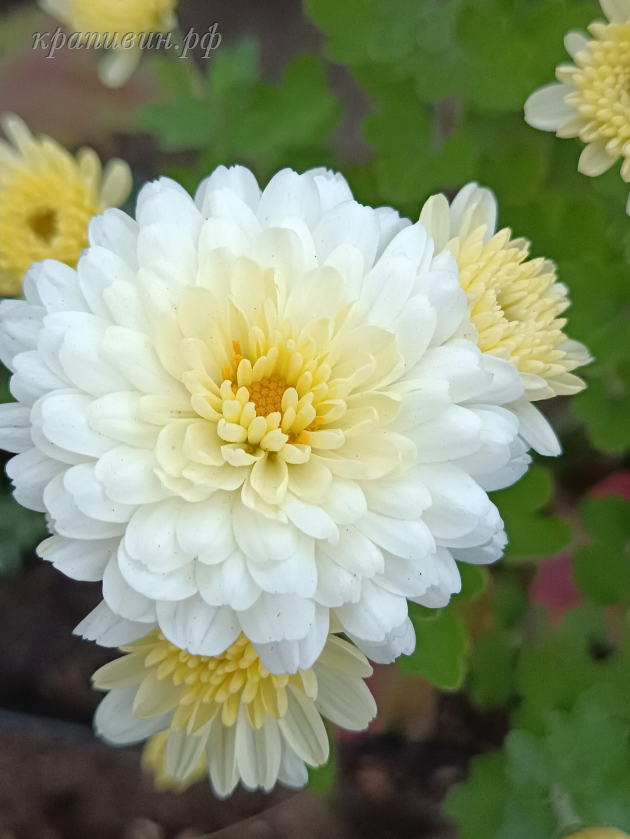 хризантема корейская невеста 