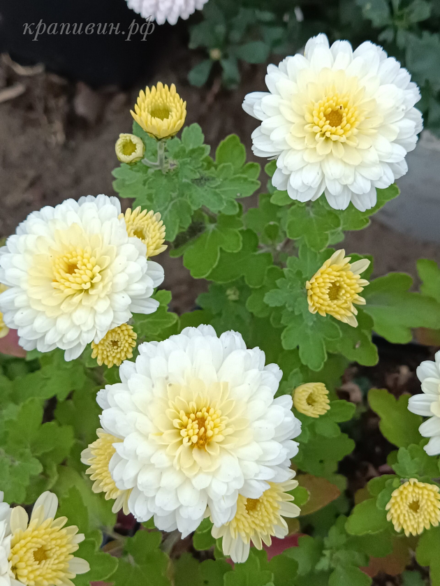 шарообразные хризантемы