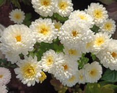 невеста хризантема корейская