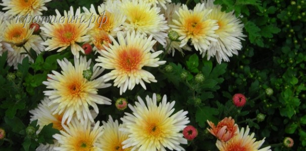 осений вальс хризантема корейская