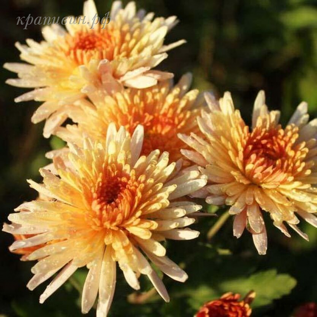 хризантема корейская осенний вальс фото и описание