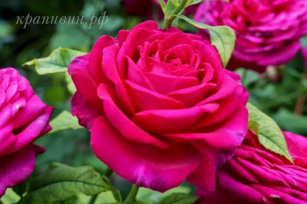 роза Иоганн Вольфганг фон Гёте