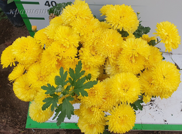 опал хризантема корейская