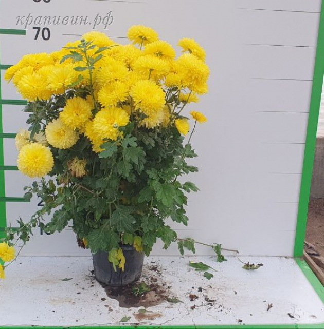 хризантема опал