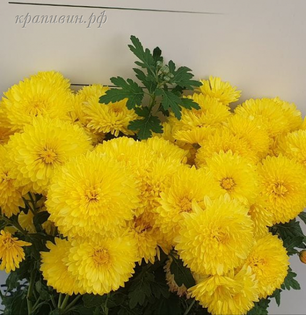 хризантема опал фото