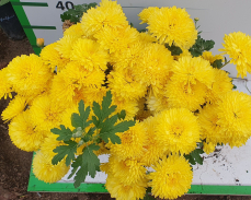 опал хризантема корейская