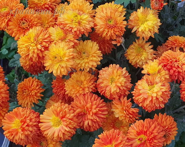 памела бронз хризантема корейская