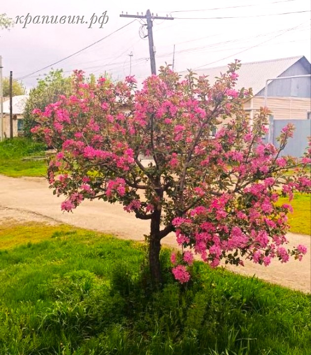 питомник растений