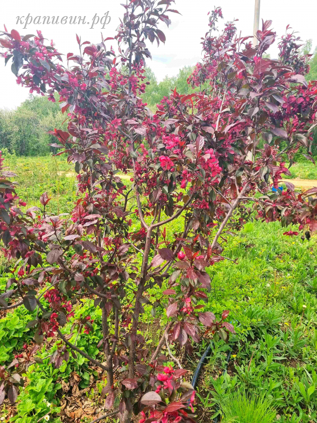 яблоня декоративная роялти фото и описание