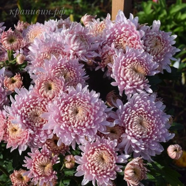 хризантема розовый сон