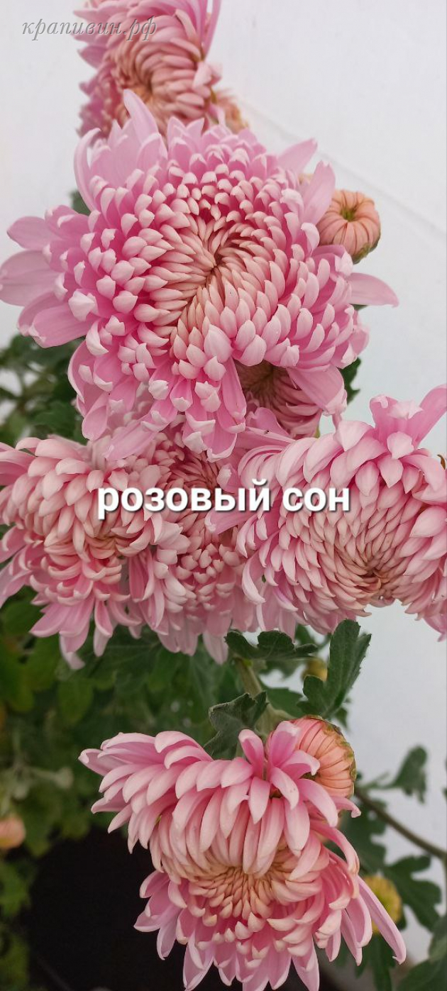 розовый сон хризантема корейская