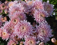 хризантема розовый сон