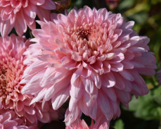 роксалана хризантема корейская