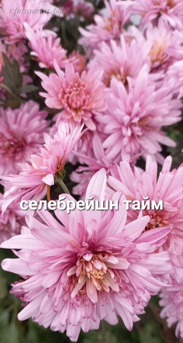 ранние хризантемы