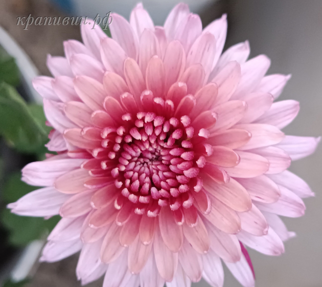 питомник крапивиных