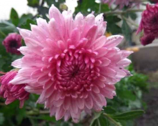 хризантема корейская селебрейшн тайм