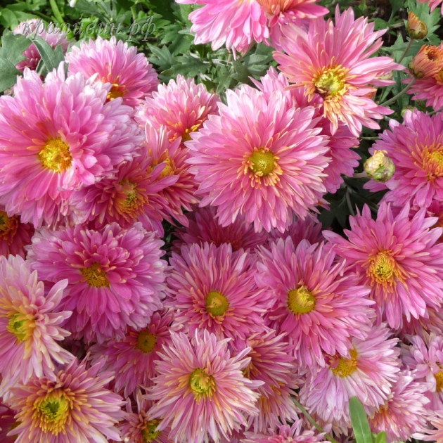 светланка хризантема корейская