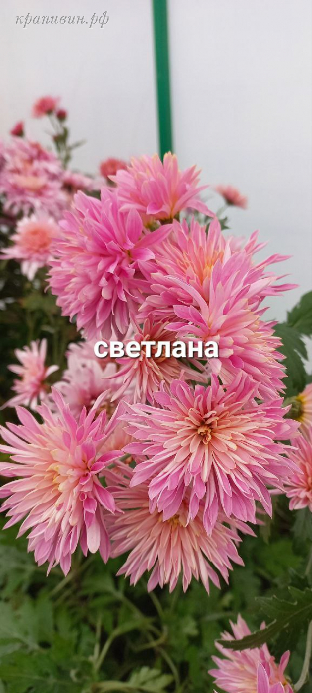 хризантема корейская светлана