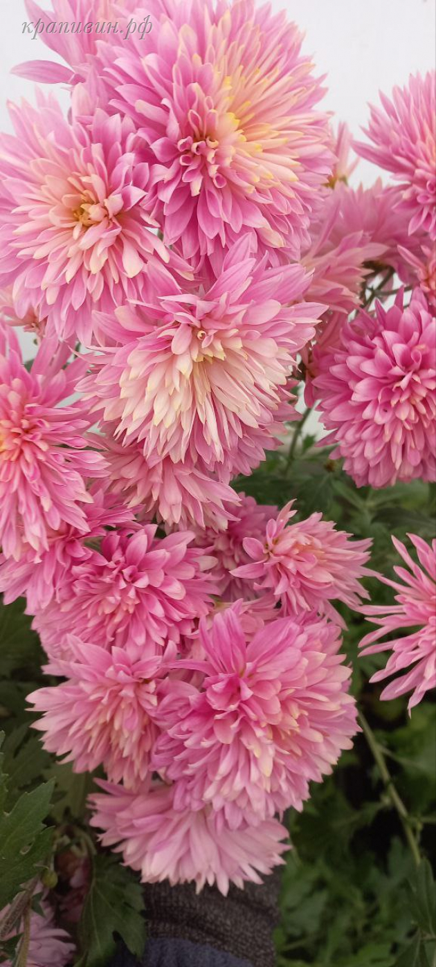 светлана хризантема