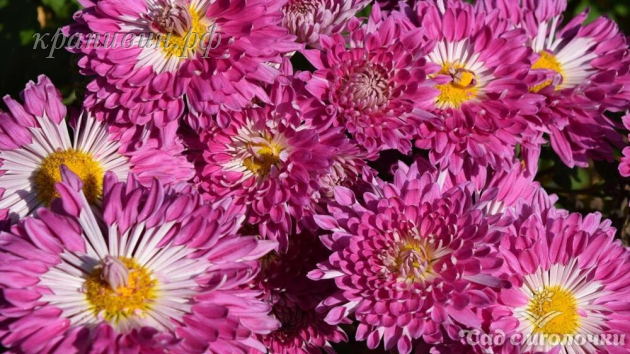 серафима хризантема корейская